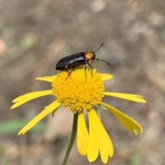 Nemognatha nemorensis