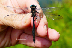Somatochlora elongata