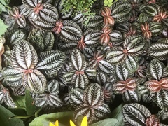 Magnoliopsida