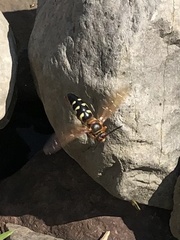 Sphecius speciosus