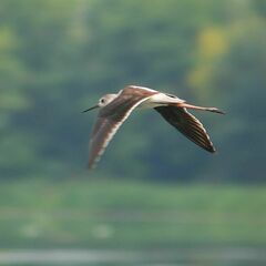 Himantopus himantopus