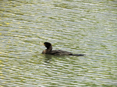 Nannopterum brasilianum