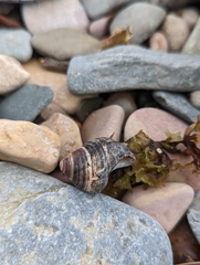 Littorina littorea