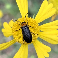 Nemognatha nemorensis