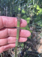 Equisetum hyemale