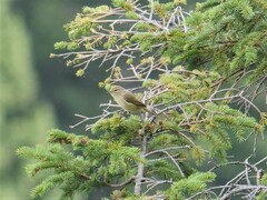 Phylloscopus collybita