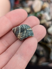 Littorina littorea