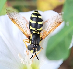 Chrysotoxum festivum