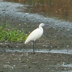 Egretta garzetta