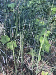 Equisetum hyemale