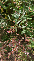 Desmodium