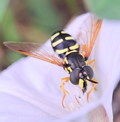 Chrysotoxum festivum