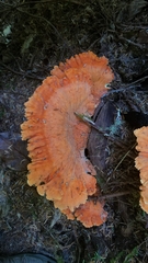 Laetiporus conifericola