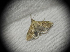 Cynaeda dentalis