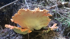 Laetiporus conifericola