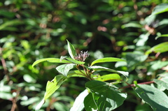 Cornus sanguinea