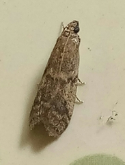 Ephestia elutella