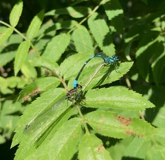 Coenagrion pulchellum