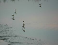 Himantopus himantopus