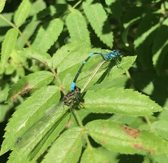 Coenagrion pulchellum