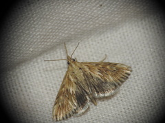 Cynaeda dentalis