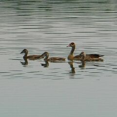 Alopochen aegyptiaca