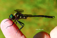 Somatochlora tenebrosa