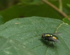 Lucilia