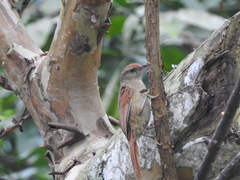Furnariinae
