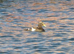 Somateria mollissima