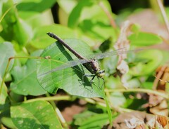 Dromogomphus spinosus