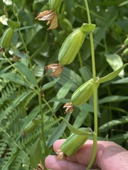 Epipactis gigantea