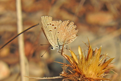 Polyommatus admetus