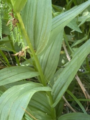 Epipactis gigantea