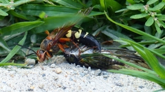 Sphecius speciosus