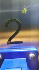 Trigonotylus caelestialium