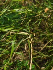 Elymus repens