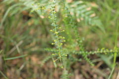 Acacia hubbardiana