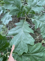 Quercus rubra
