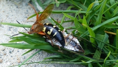 Sphecius speciosus