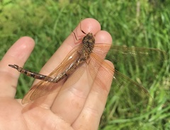 Aeshna grandis