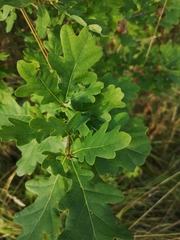 Quercus robur