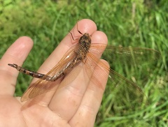Aeshna grandis