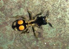 Hoplomutilla spinosa