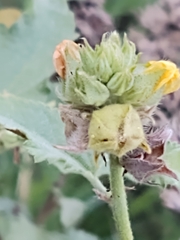 Malvastrum americanum