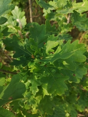 Quercus robur