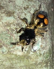 Hoplomutilla spinosa