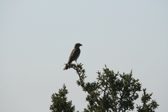 Chondestes grammacus