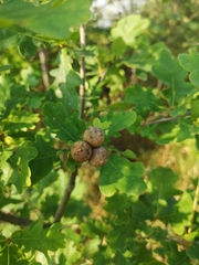 Quercus robur