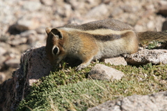 Callospermophilus lateralis